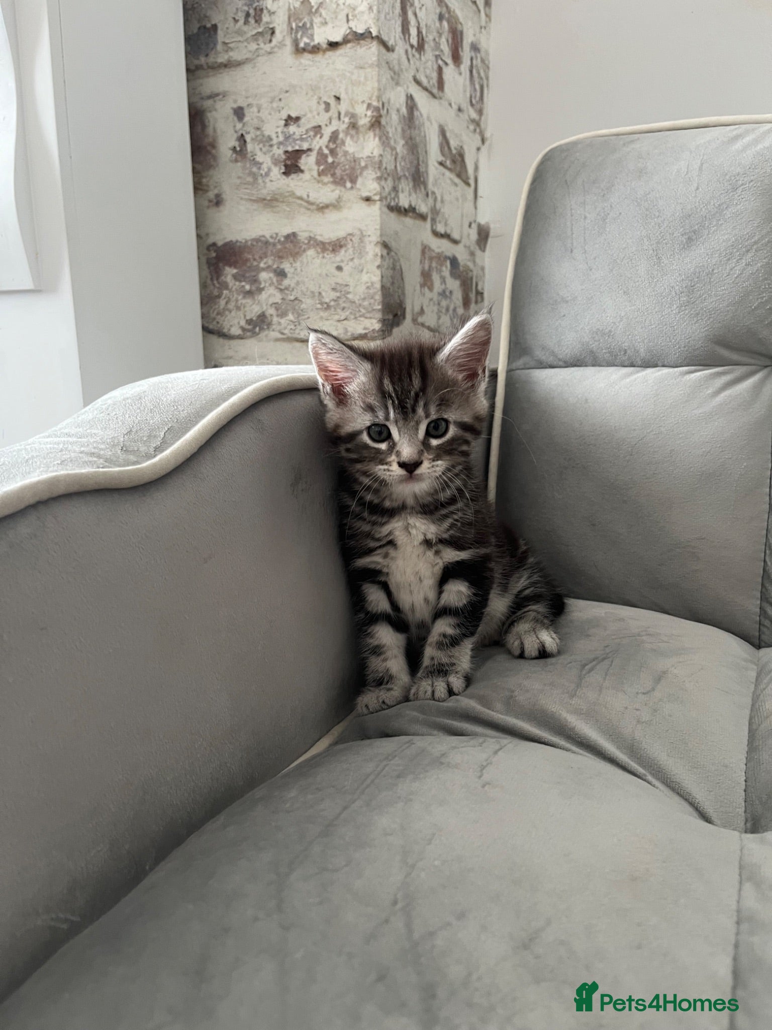 Mixed Breed cats 2Maine Coon Cross Male Kittens Need Loving Homes . - Advert 2