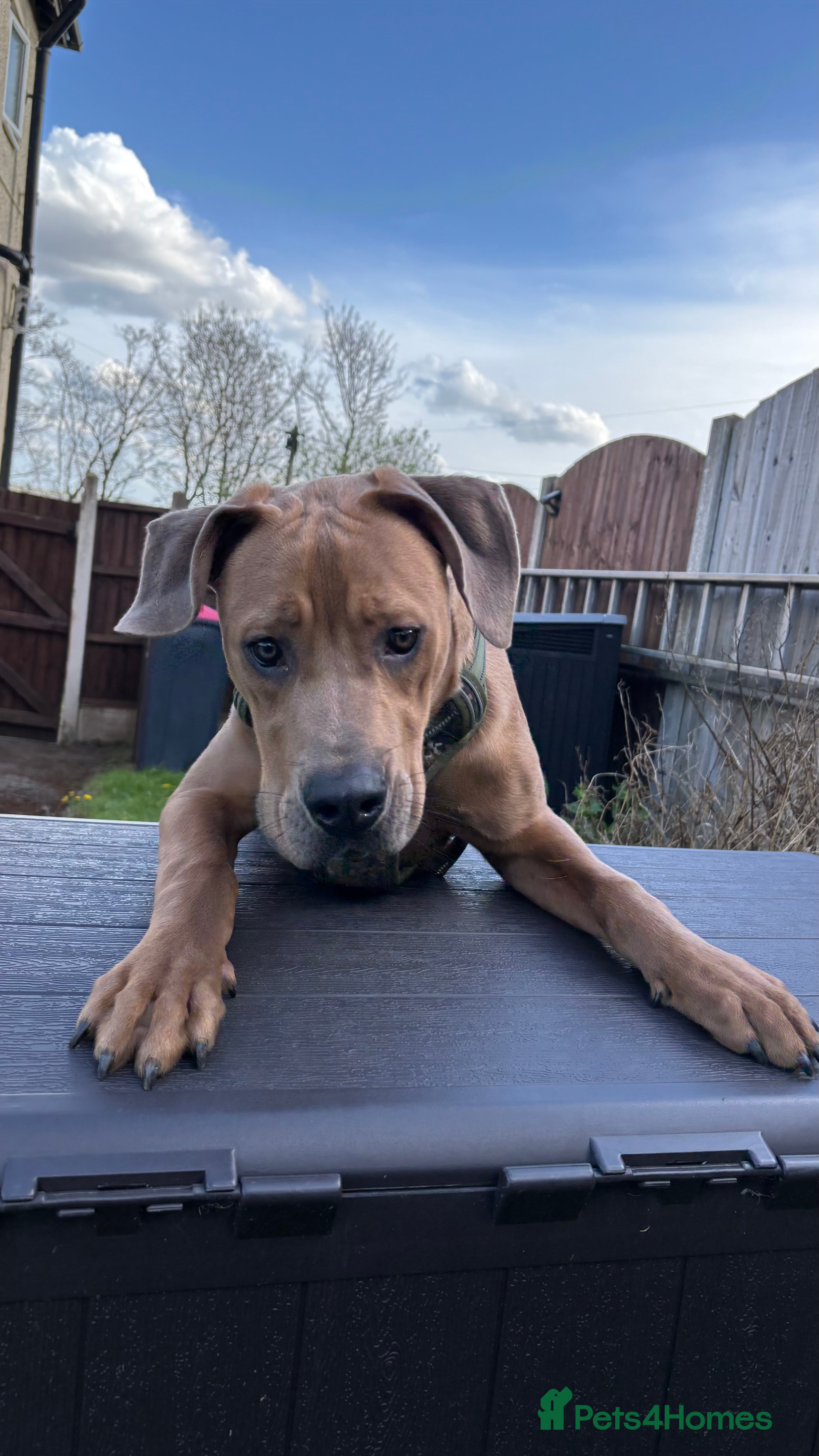 Mixed Breed dogs Oscar  - Advert 1