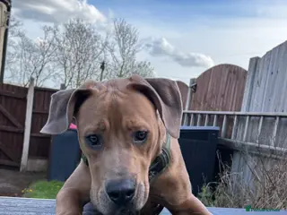 Mixed Breed dogs Oscar - Advert 11