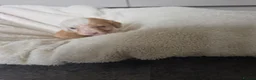 Cockapoo dogs for sale: Cockapoo f1  - Advert 3
