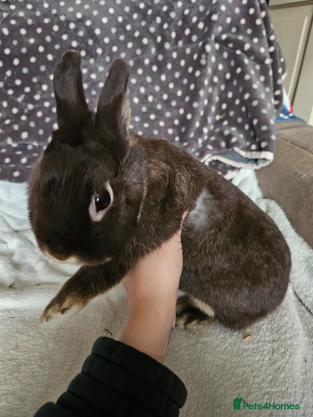 Netherland Dwarf rabbits for sale: Chocolate Otter female  - Advert 2