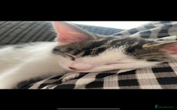 Domestic Shorthair cats for sale: Cute friendly kittens - 2 left - Image 2