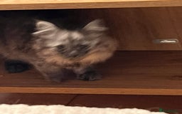 Siberian cats for sale: Pedigree Siberian kittens - Image 2
