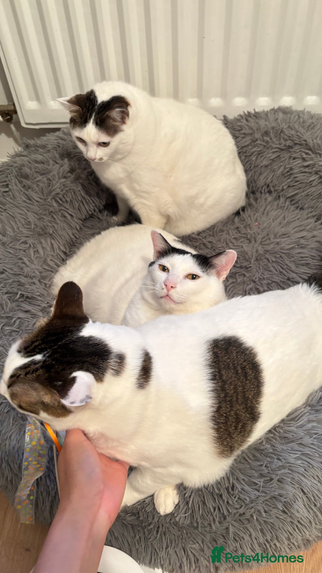 Thai cats for sale: Our 3 Beloved Indoor Cats Need a Forever Home - Advert 6