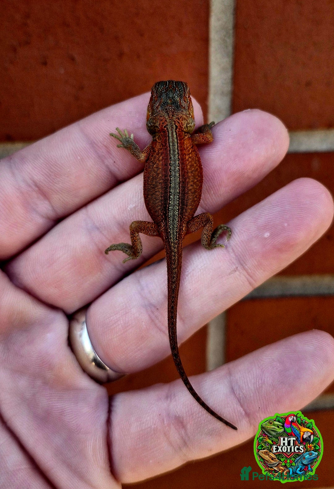 Bearded Dragon reptiles for sale: Pogona vitticeps + vitticeps/Barbata hybrids - Image 40