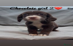 Cocker Spaniel dogs for sale: Cocker spaniel puppies for sale - Image 15