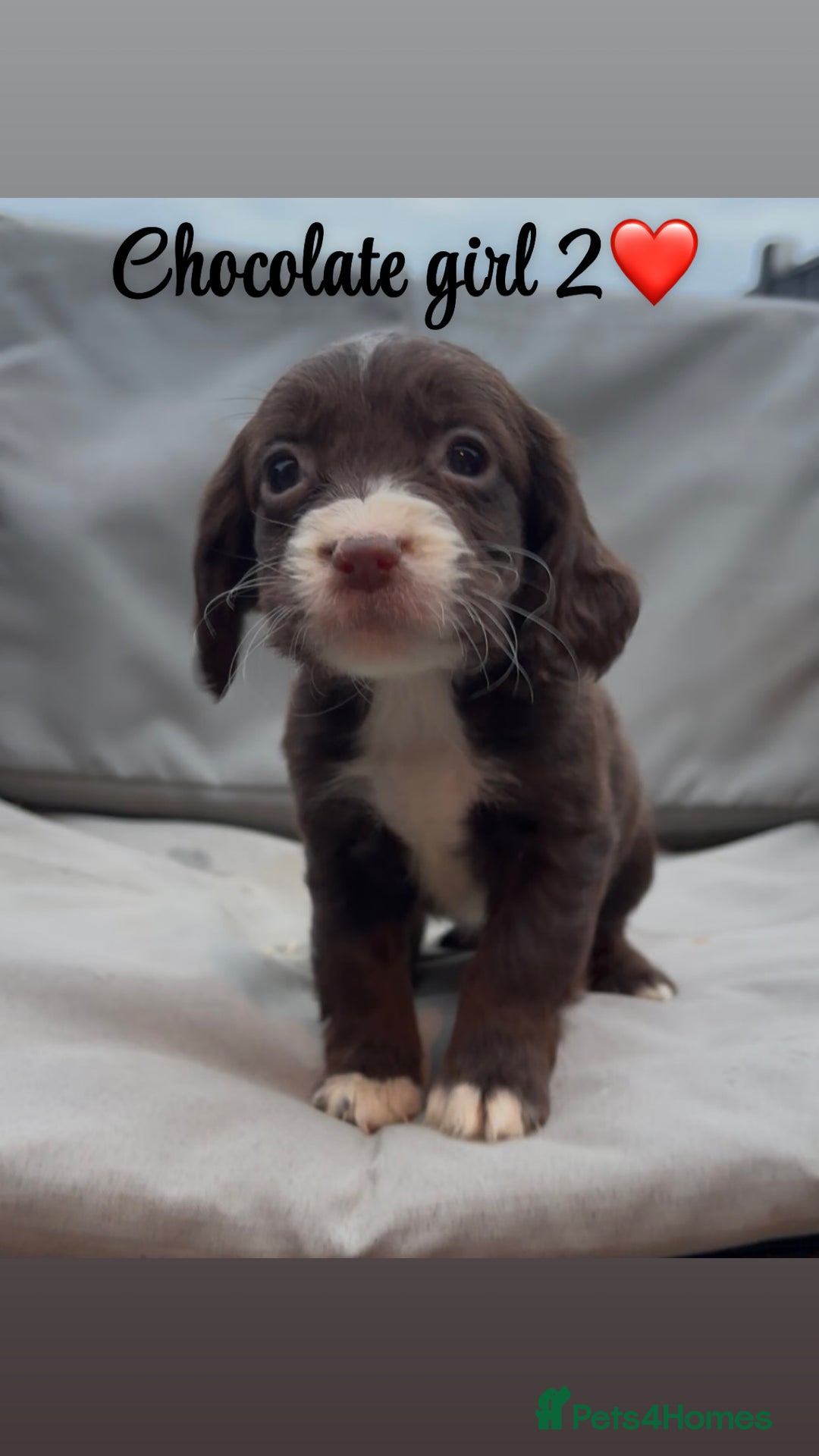 Cocker Spaniel dogs for sale: Cocker spaniel puppies for sale - Image 15