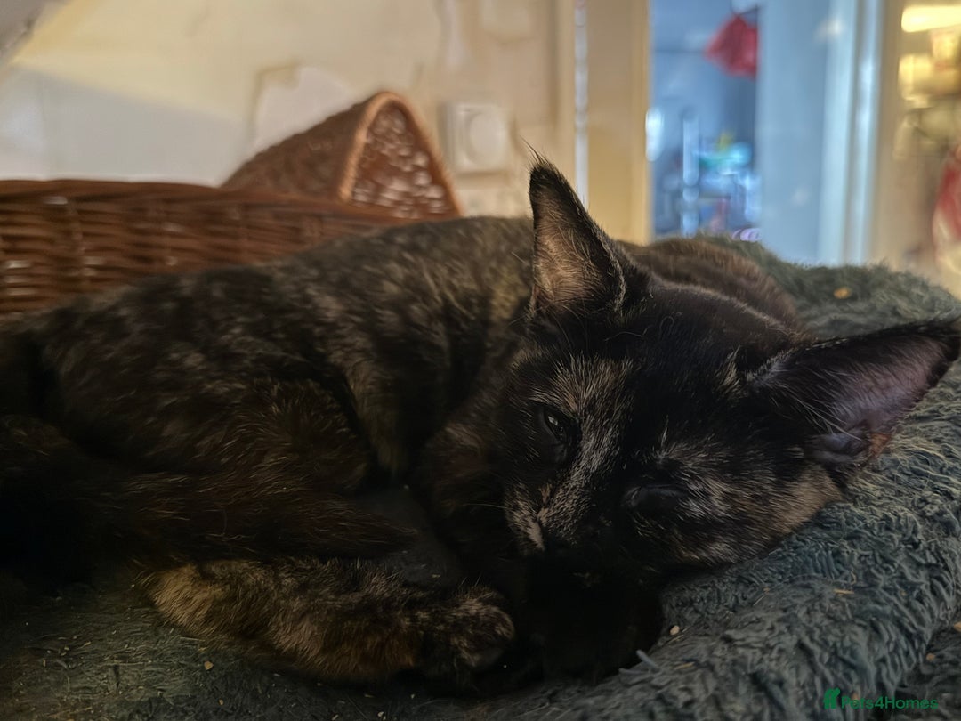 British Shorthair cats for sale: Gccf reg Cheeky British x Devon Rex kittens - Image 4