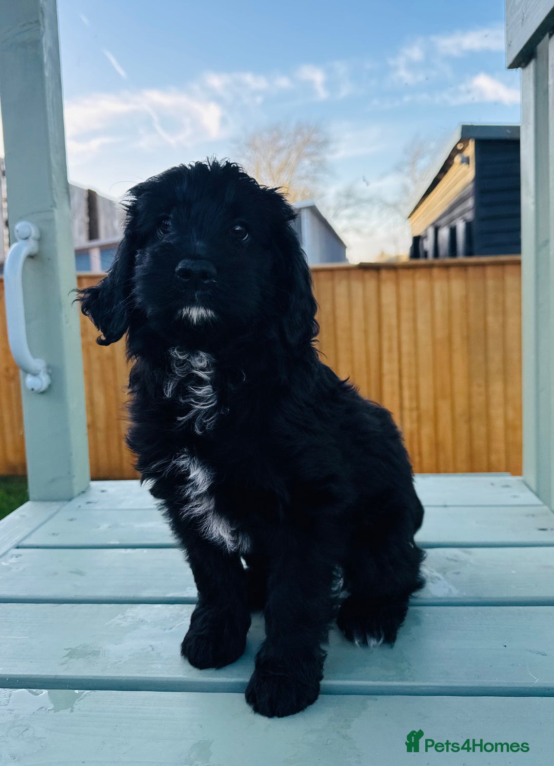 Cockapoo dogs for sale: Cockapoo Babies 🐾🐾🐾 - Advert 14