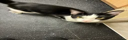 Mixed Breed cats for sale: Male cat mixed breed black and white - Advert 6