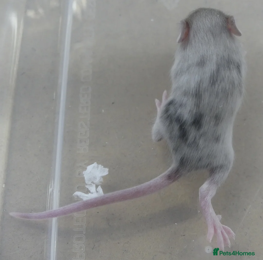 Mouse rodents for sale: Fancy Mice - Advert 20