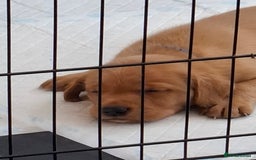 Labrador Retriever dogs for sale: Mix of fox red and yellow labrador puppies - Image 12