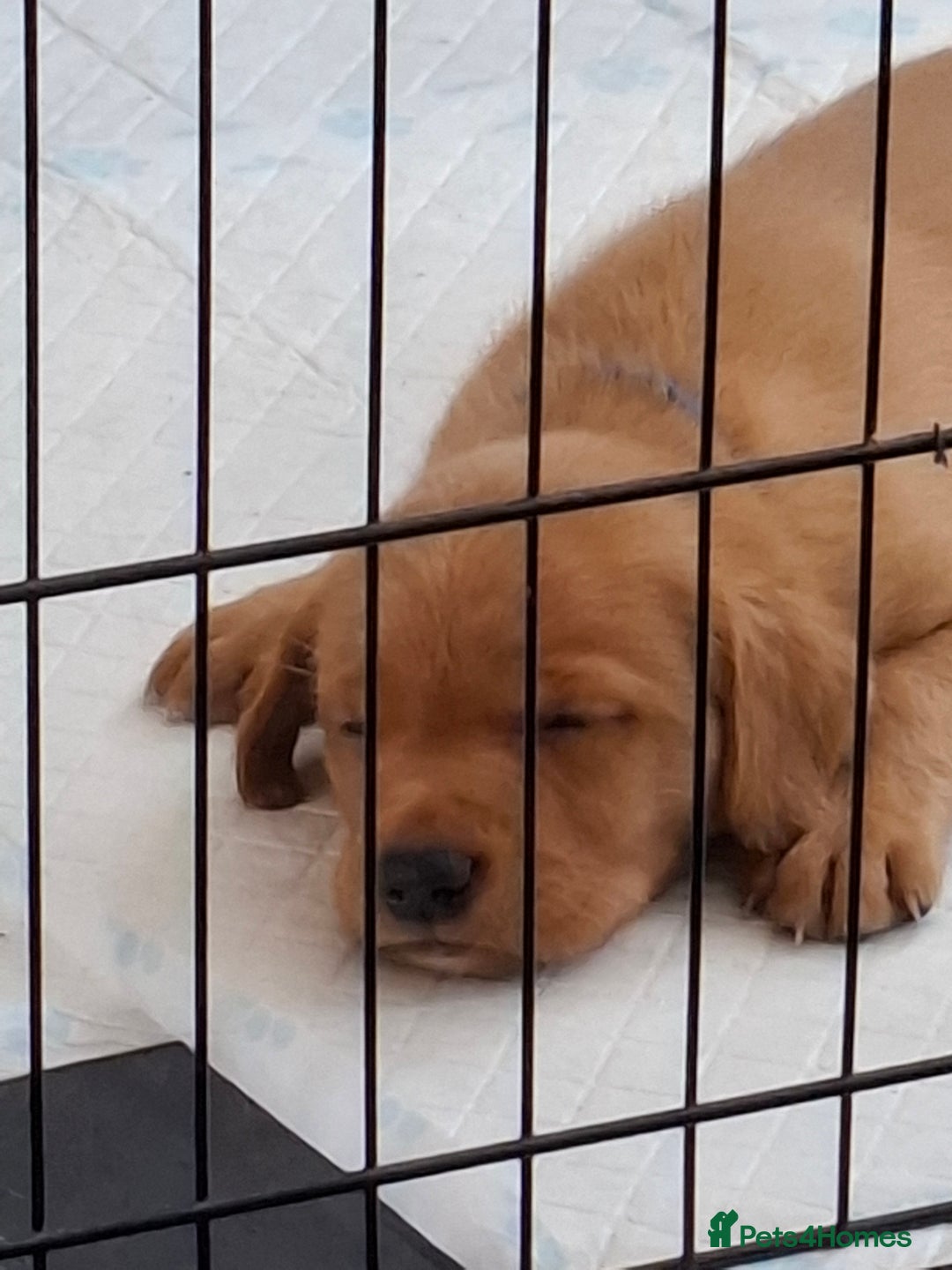 Labrador Retriever dogs for sale: Mix of fox red and yellow labrador puppies - Image 12