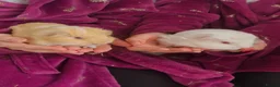 Guinea Pig rodents for sale: 2 x baby guinea pigs white / ginger  in Brigg - Advert 3