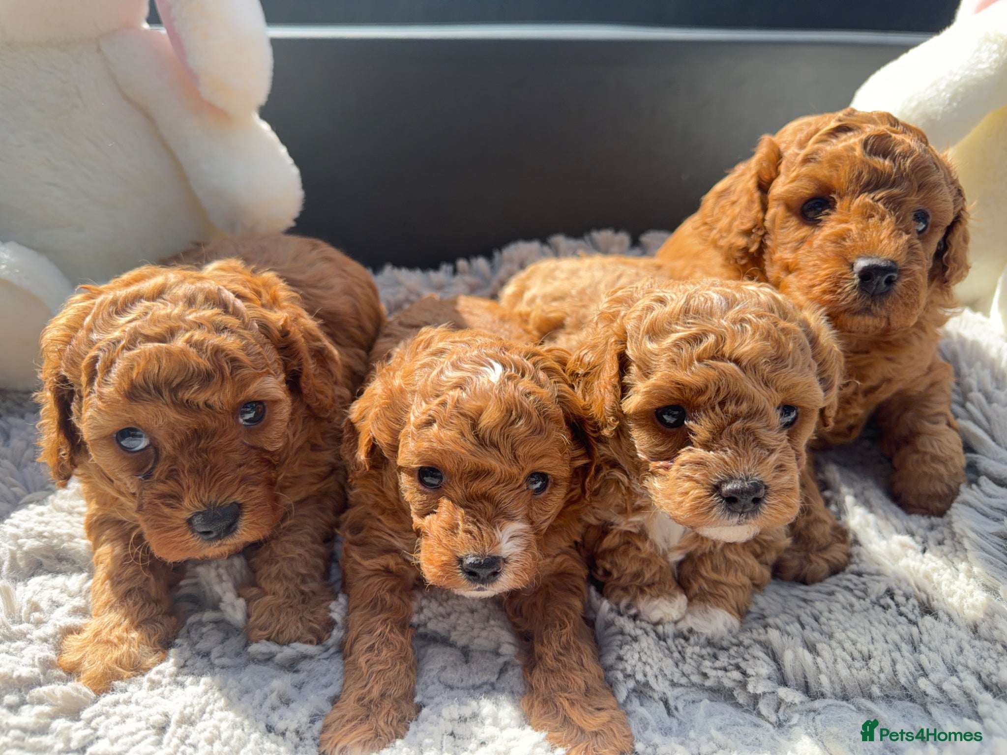 Cavapoochon dogs Toy cavapoochon puppies for sale  - Advert 1