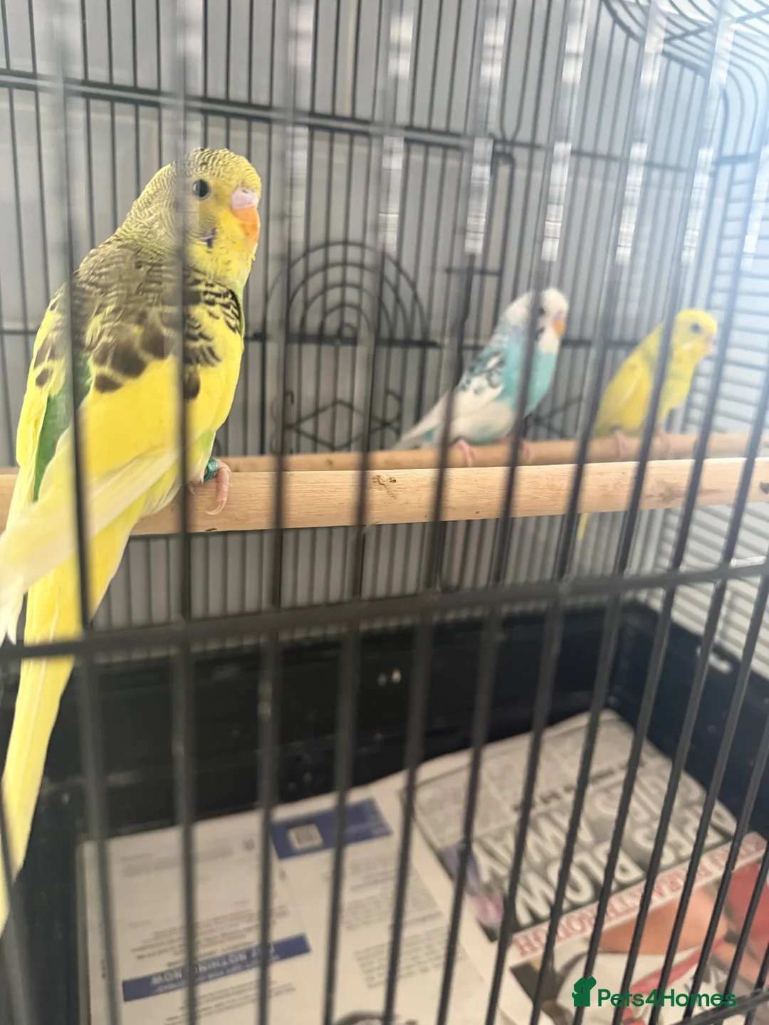 Budgerigars birds for sale: Baby budgies  - Advert 2