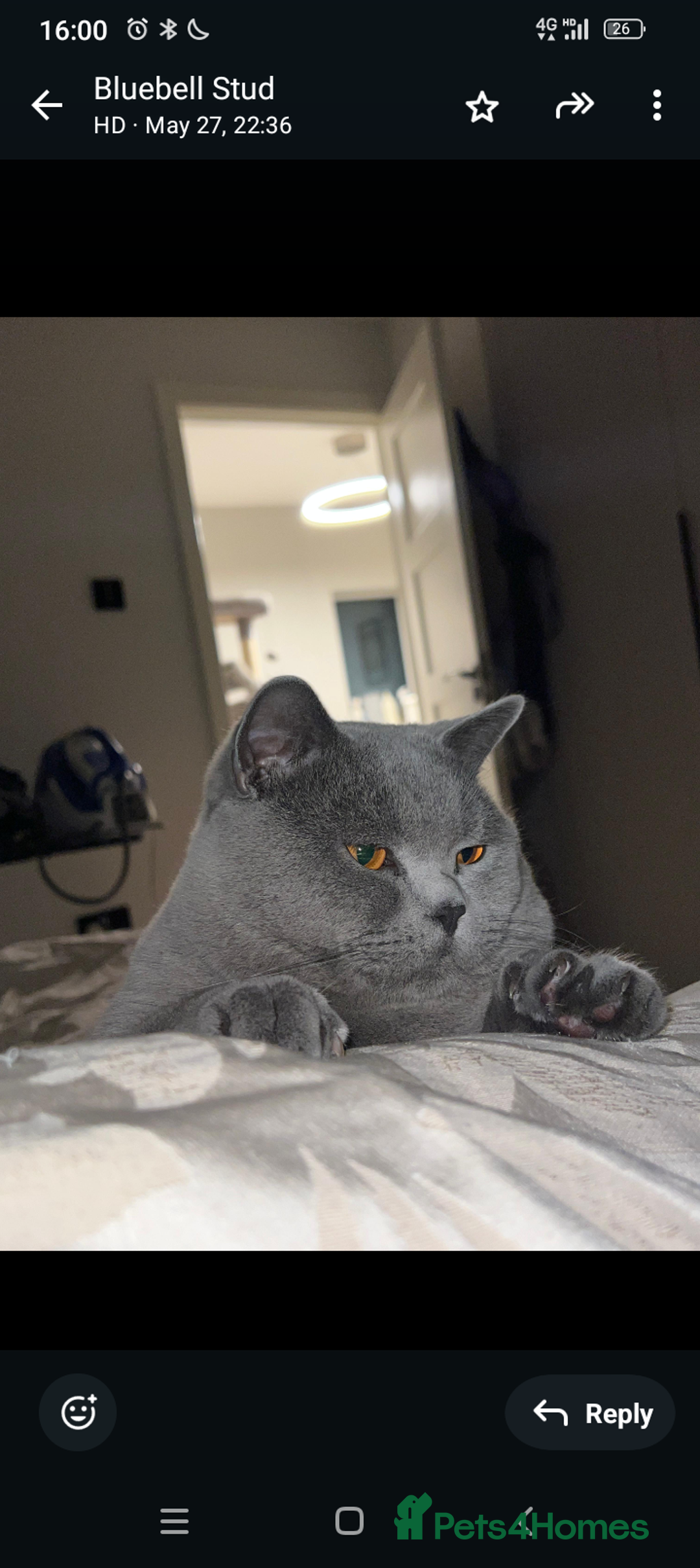 British Shorthair cats for sale: Purebred British shorthairs  - Image 10