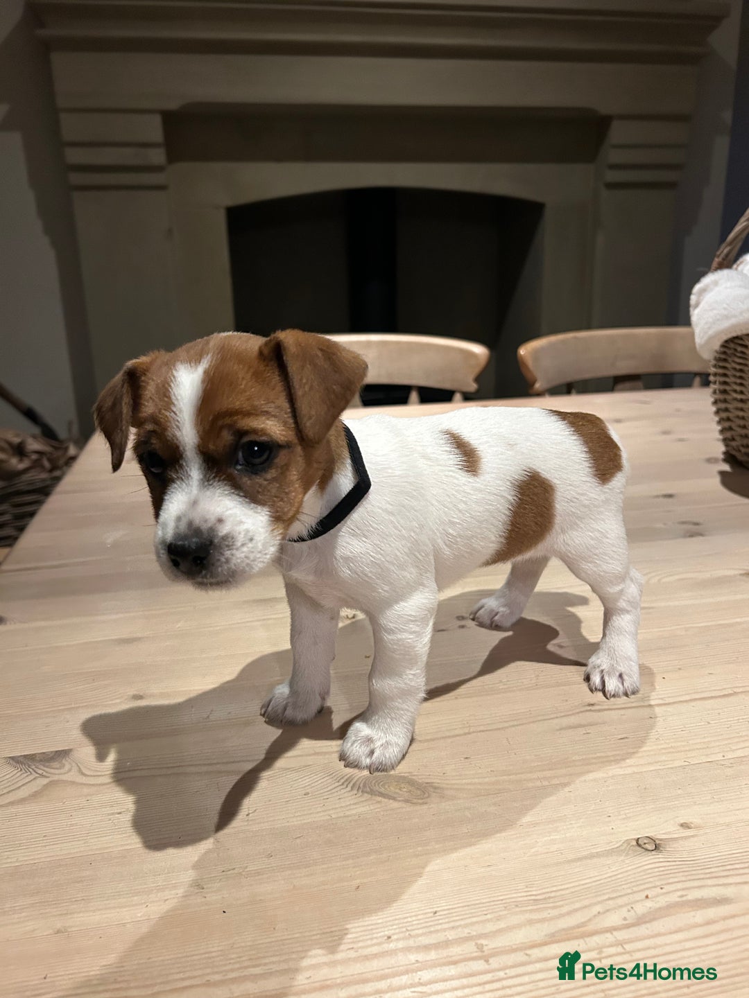 Mixed Breed dogs for sale: Parson / Jack Russell puppies - Advert 25