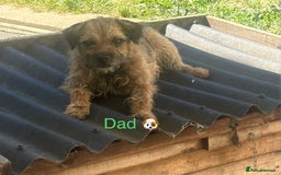 Border Terrier dogs for sale: Stunning litter of border terrier puppies  - Image 11