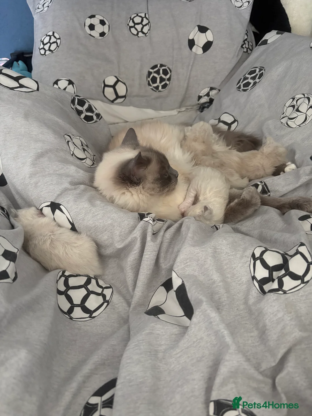 Ragdoll cats for sale: Ragdoll Kittens in Falkirk - Advert 2