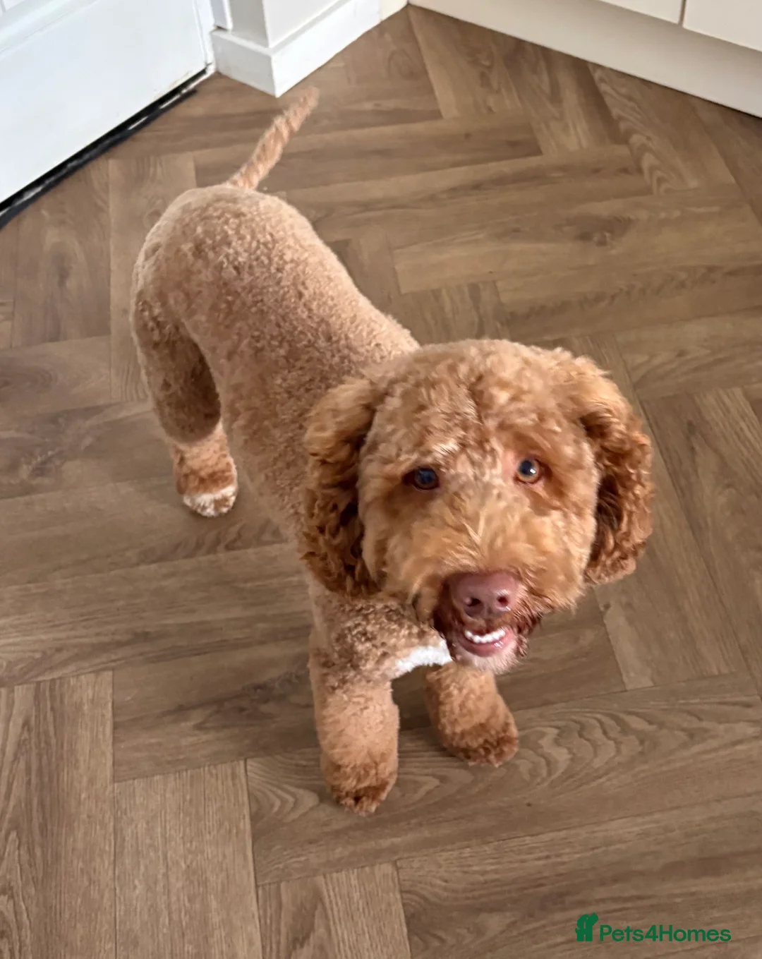 Cockapoo dogs for stud: Gorgeous deep red cockapoo for stud  - Advert 4