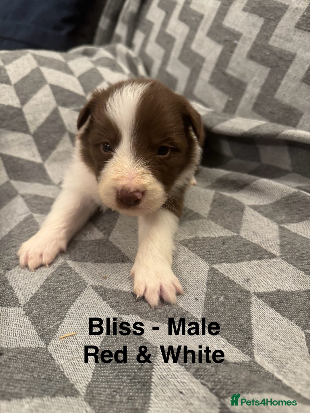 Border Collie dogs for sale: KC Reg (Pending) Border Collie Puppies For Sale - Advert 10