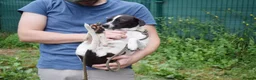 Mixed Breed dogs for adoption: Maya  in Newcastle upon Tyne - Advert 2