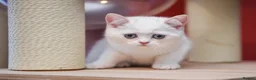 Scottish Fold cats for sale: Scottish fold and straight girls - Advert 16