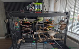 Ringnecks birds for sale: Hand reared ringneck - Image 11