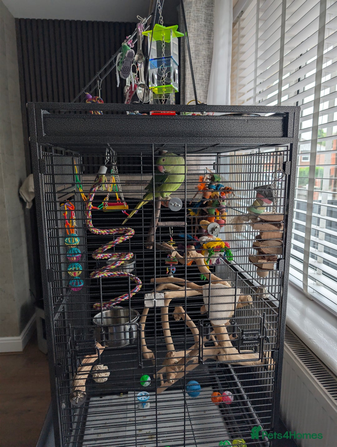 Ringnecks birds for sale: Hand reared ringneck - Image 11