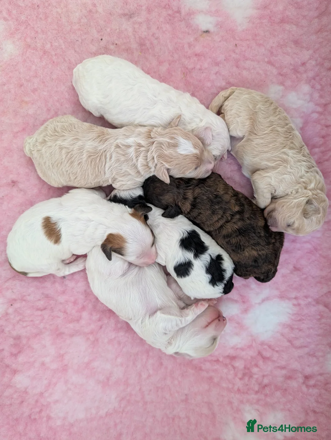 Maltipoo dogs for sale: Adorable Maltipoo Puppies  in Fareham - Advert 2