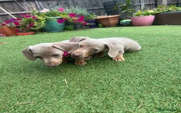 Dachshund dogs for sale: Miniature Isabella Tan Smooth Coat Dachshunds - Image 10
