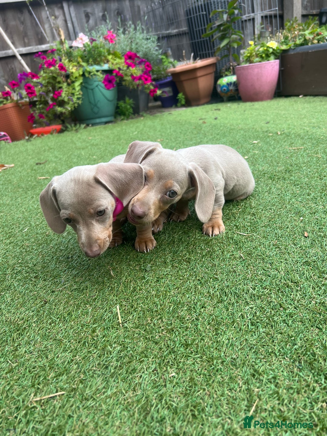 Dachshund dogs for sale: Miniature Isabella Tan Smooth Coat Dachshunds - Image 10