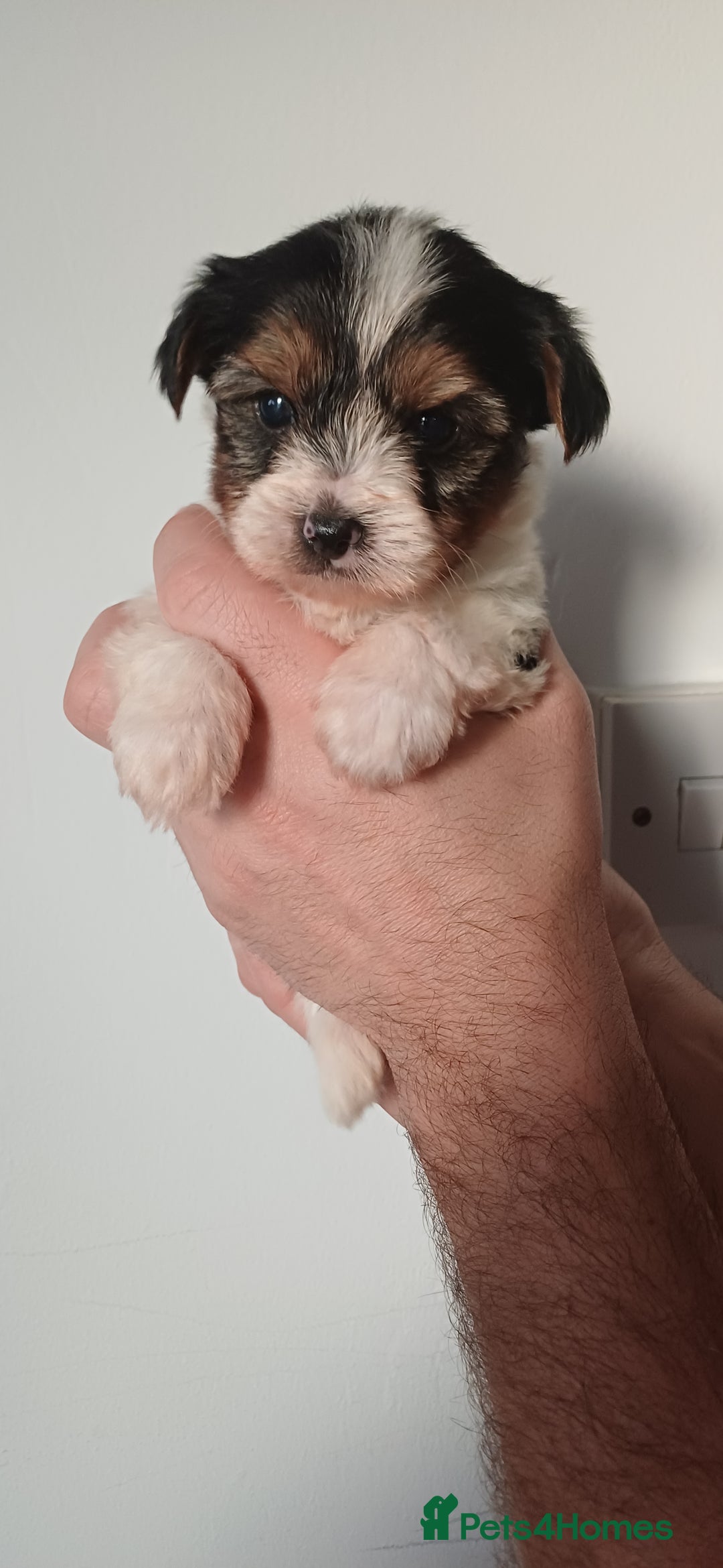 Yorkshire Terrier dogs for sale: 100% Biewer yorkshire-terrier Pedigree  - Advert 3