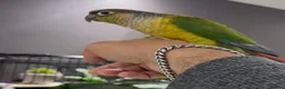 Conures birds for sale: Semi tame young conure with cage in Manchester - Advert 3