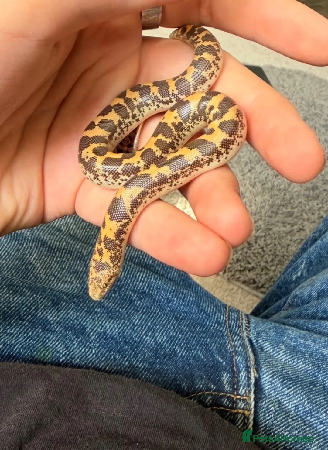 Boa Snake reptiles for sale: Female Kenyan sand boa, 46% Dodoma-Het anary in Peterlee - Advert 2