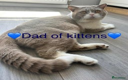 British Shorthair cats for sale: BSH Kittens - Image 10