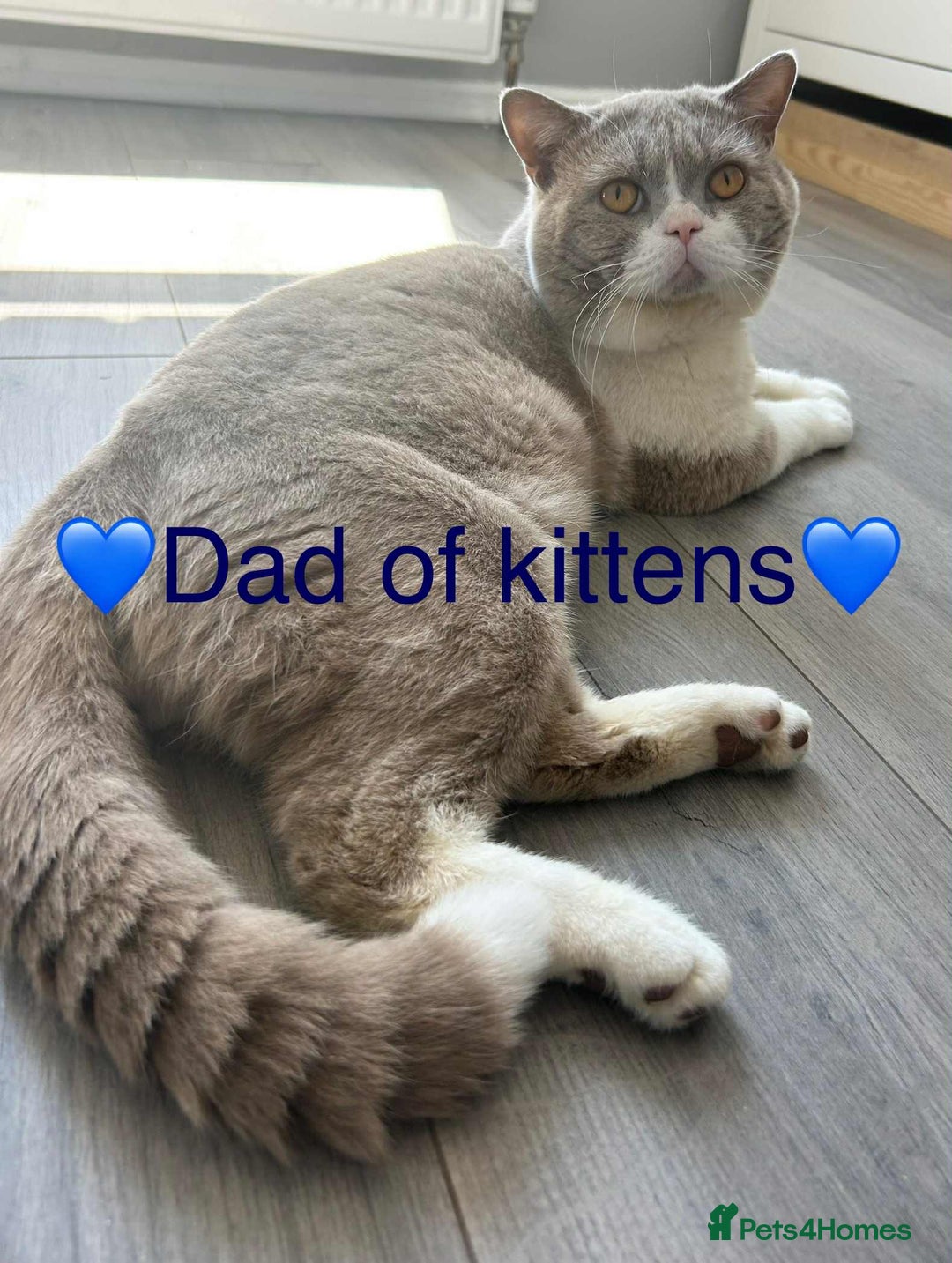 British Shorthair cats for sale: BSH Kittens - Image 10