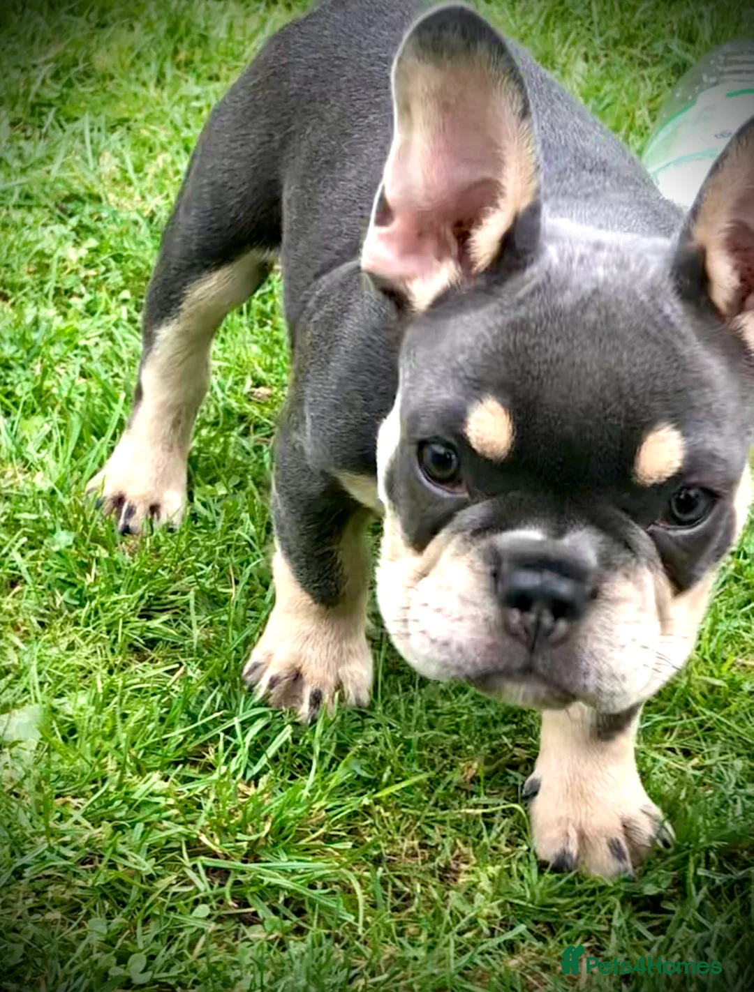 French Bulldog dogs for stud: 🇫🇷 French Bulldog For Stud  🇫🇷 in Croydon - Advert 27