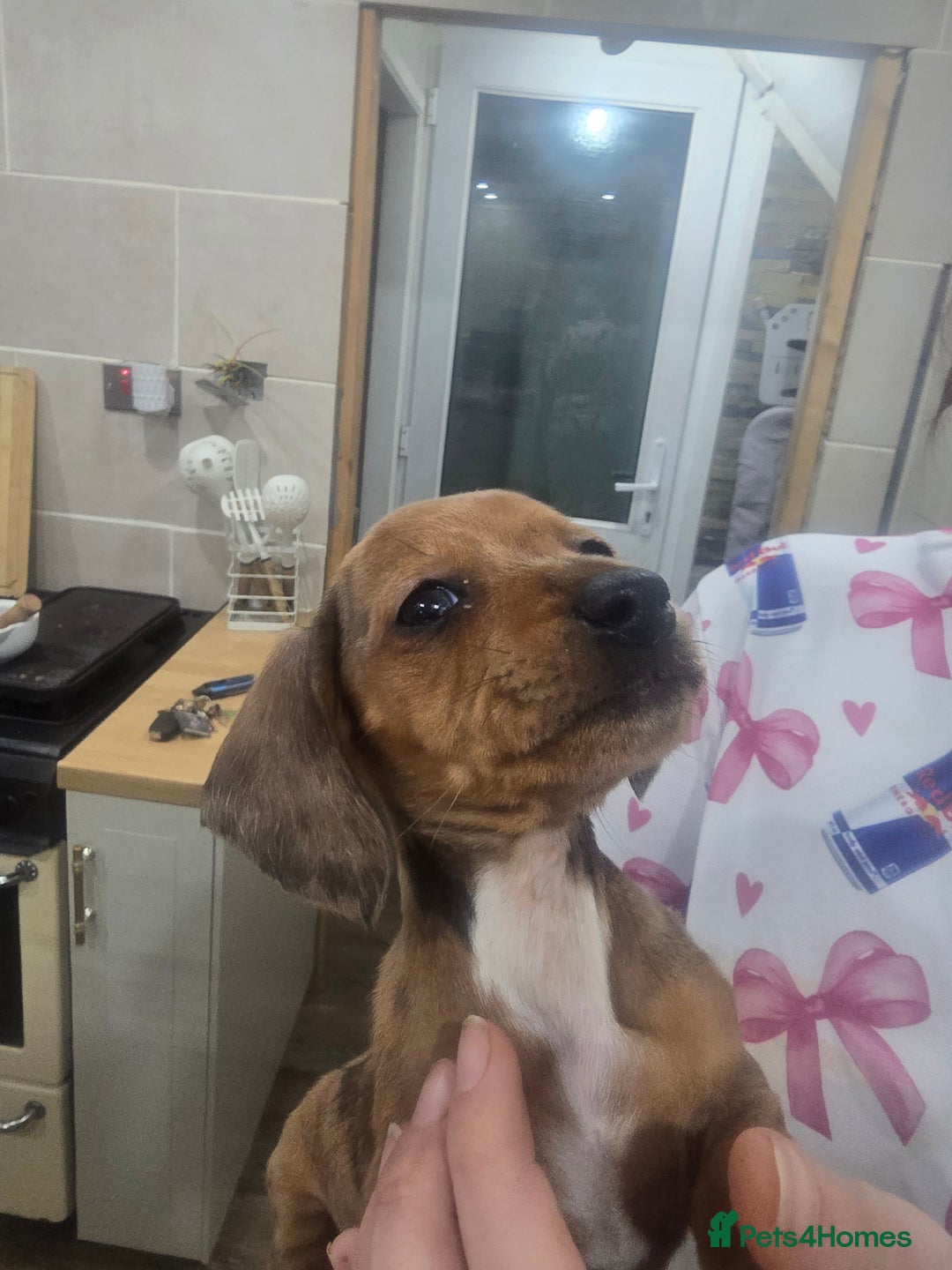 Dachshund dogs for sale: Dachsund puppies for sale  - Advert 2