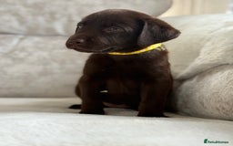 Labrador Retriever dogs for sale: Stunning chocolate Labrador’s with silver jeans  - Image 28