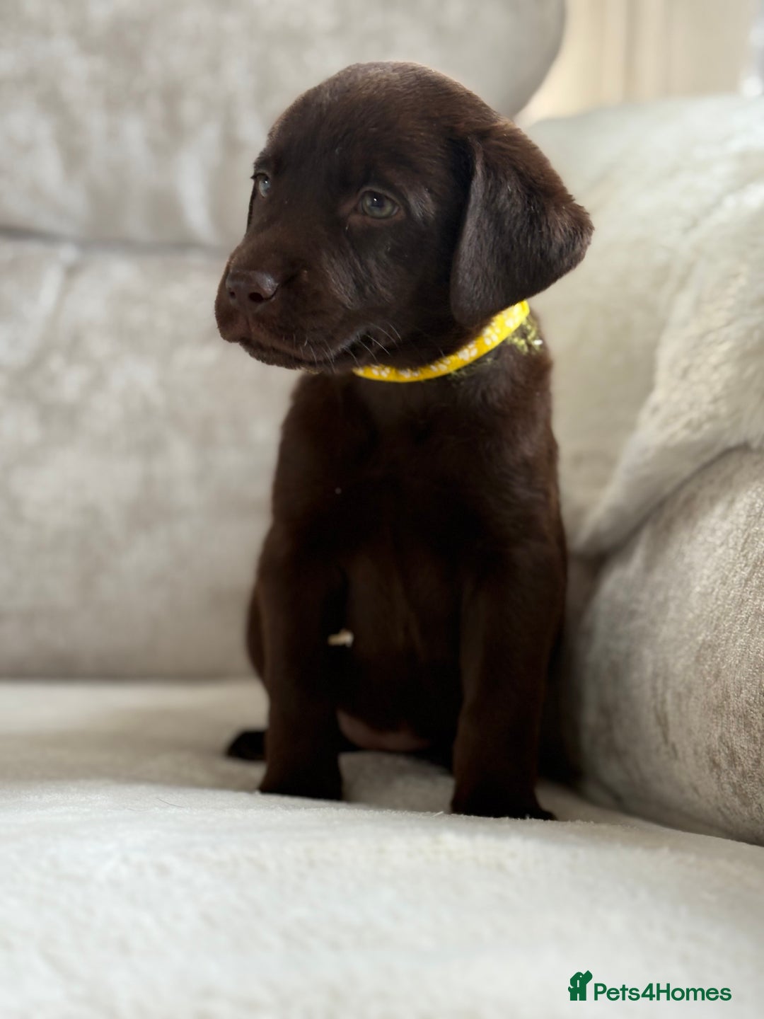 Labrador Retriever dogs for sale: Stunning chocolate Labrador’s with silver jeans  - Image 28