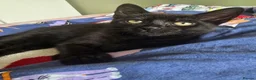 Mixed Breed cats for sale: Black male kitten - Advert 2