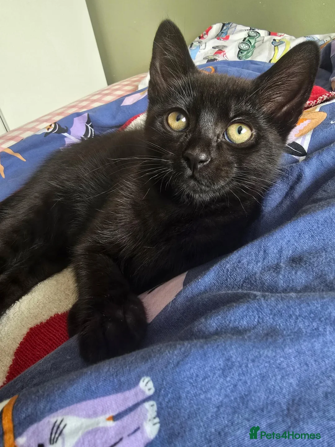 Mixed Breed cats for sale: Black male kitten - Advert 2