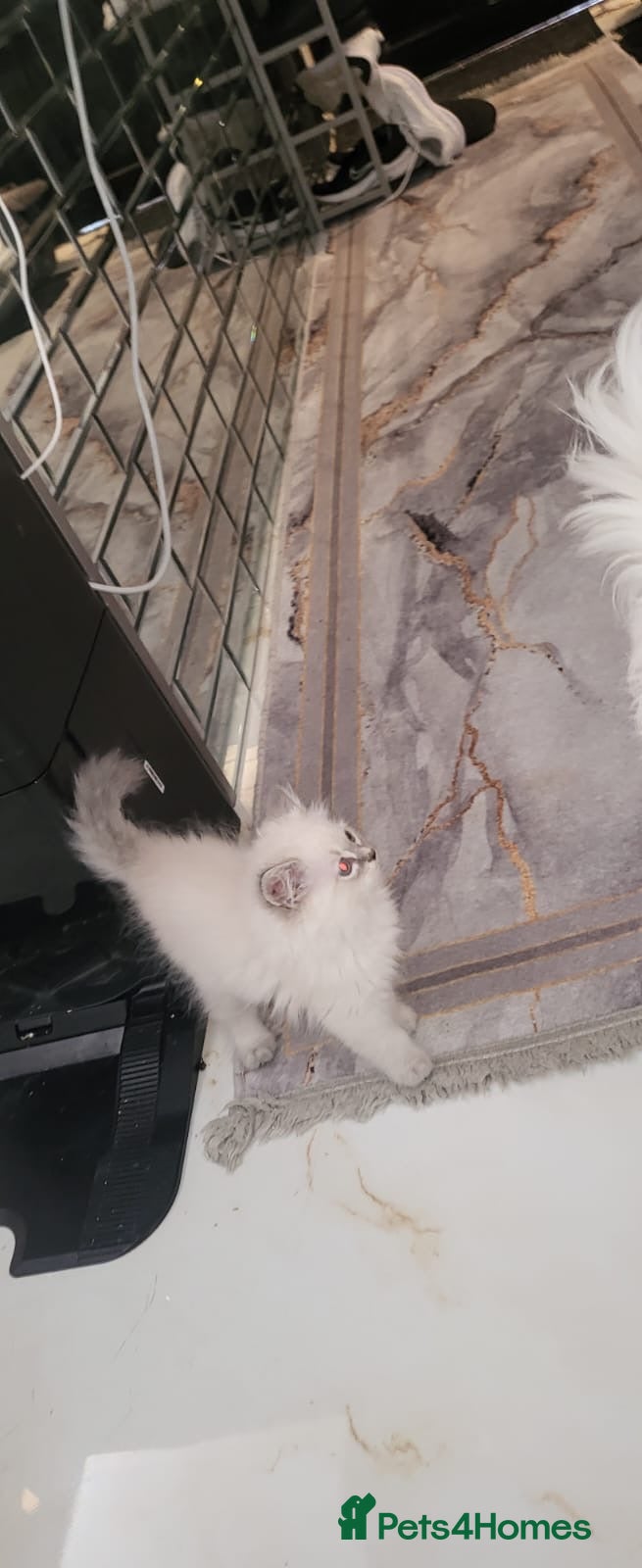 Ragdoll cats 4  wonderful ragdoll kitten looking for happy Homy - Advert 2