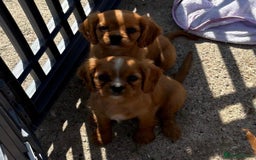 Cockalier dogs for sale: Gorgeous Cockalier Puppies… - Image 25