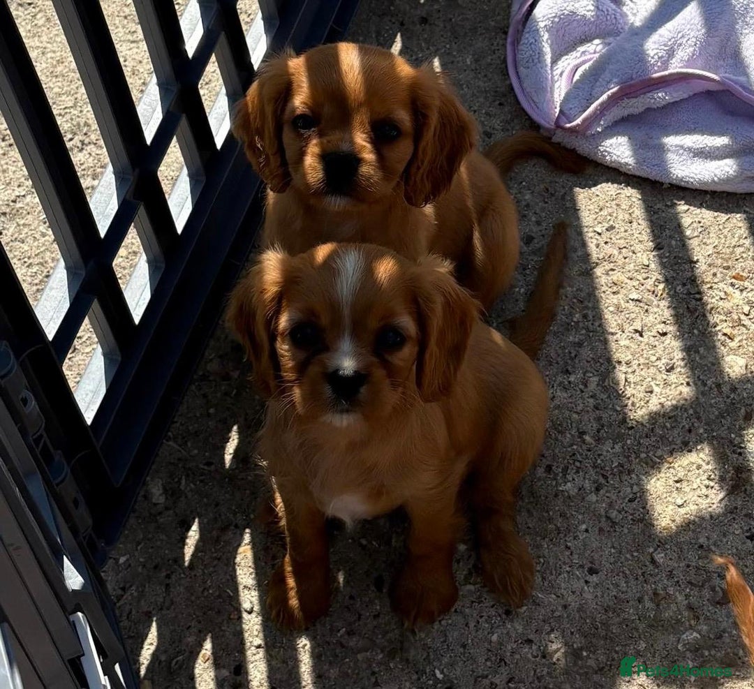 Cockalier dogs for sale: Gorgeous Cockalier Puppies… - Image 25