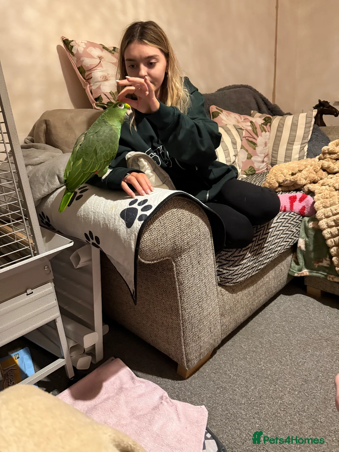 Parrots birds for sale: Yellow headed Amazon - Advert 2