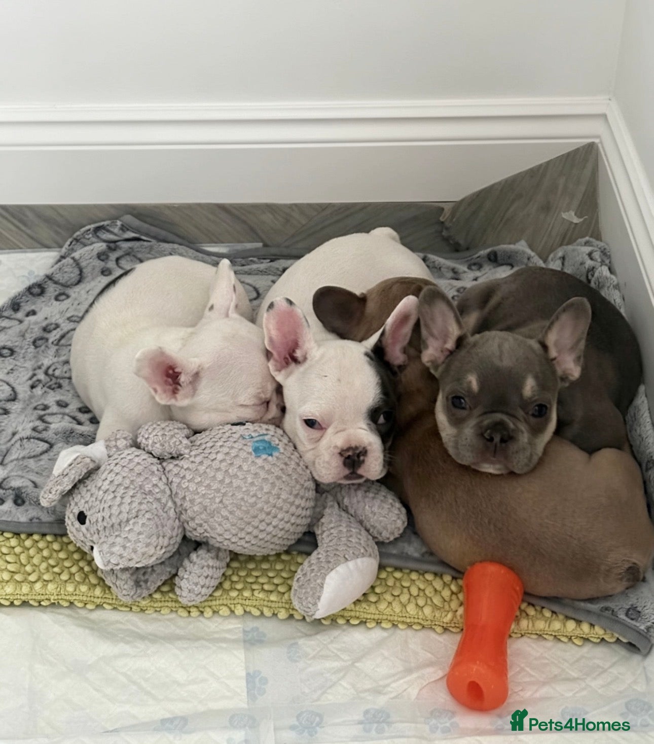 French Bulldog dogs Beautiful litter of French bulldogs  - Advert 1