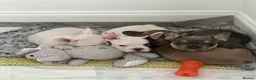 French Bulldog dogs for sale: Beautiful litter of French bulldogs  - Advert 1